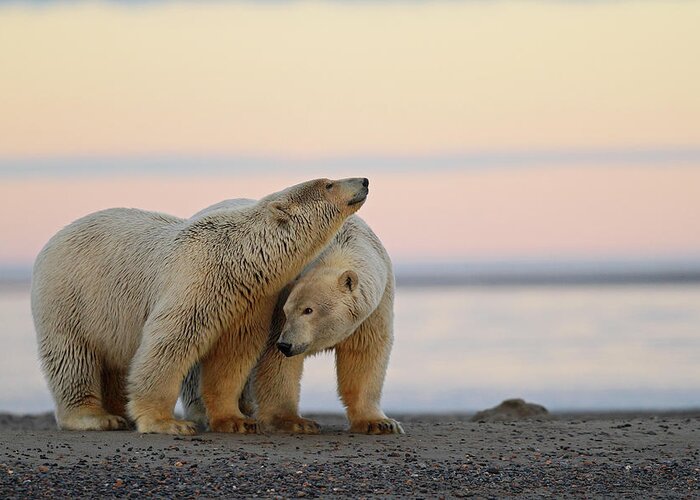 Animal Themes Greeting Card featuring the photograph Polar Bear by P. De Graaf