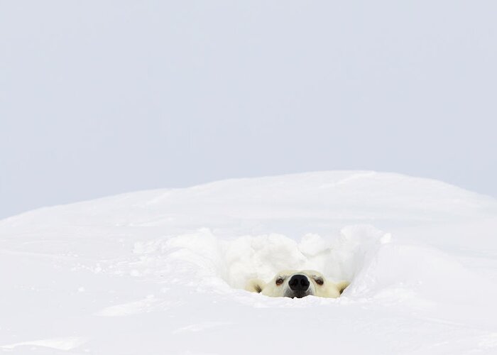 Alertness Greeting Card featuring the photograph Polar Bear Ursus Maritimus Sticking Its by Richard Wear / Design Pics
