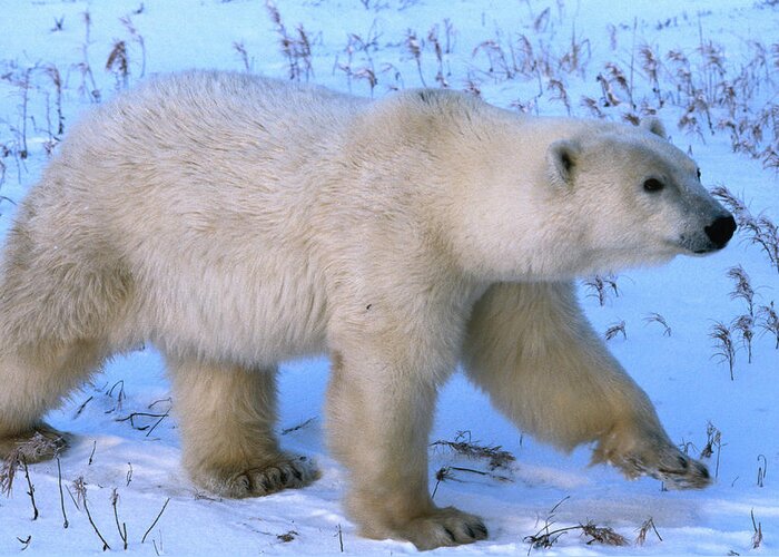 Snow Greeting Card featuring the photograph Polar Bear Ursus Maritimus Walking by Mark Newman