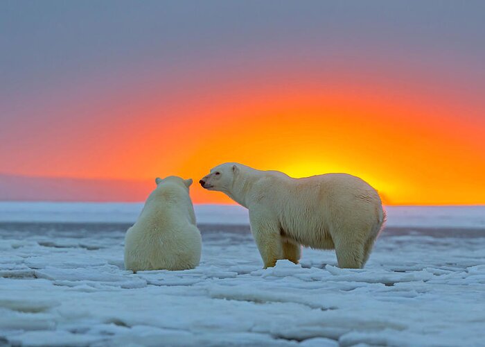 Polar Bear Greeting Card featuring the photograph Polar Bears At Sunset by M Watson