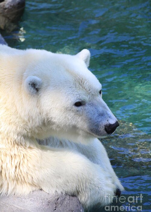 Polar Bear Greeting Card featuring the photograph Polar Pal by Rick Rauzi