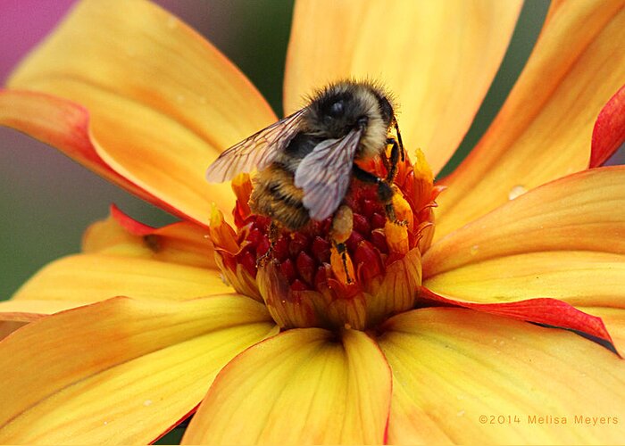 Flower Greeting Card featuring the photograph Pollinator by Melisa Meyers