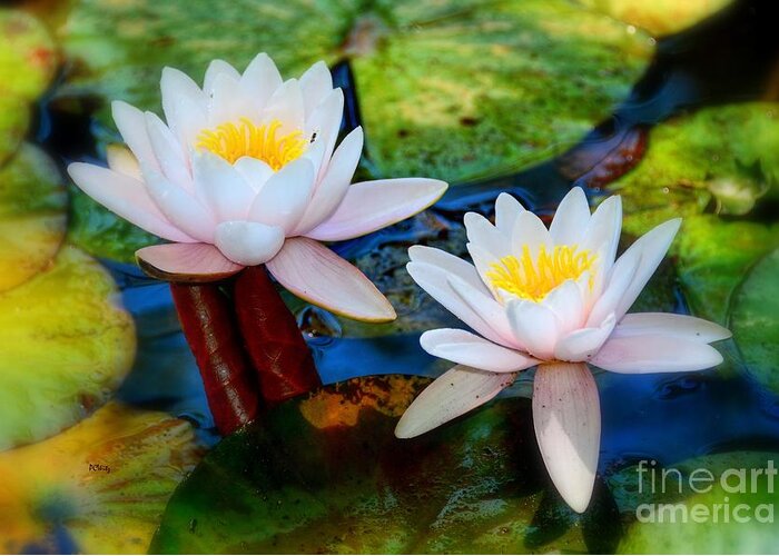Pond Lily Greeting Card featuring the photograph Pond Lily by Patrick Witz