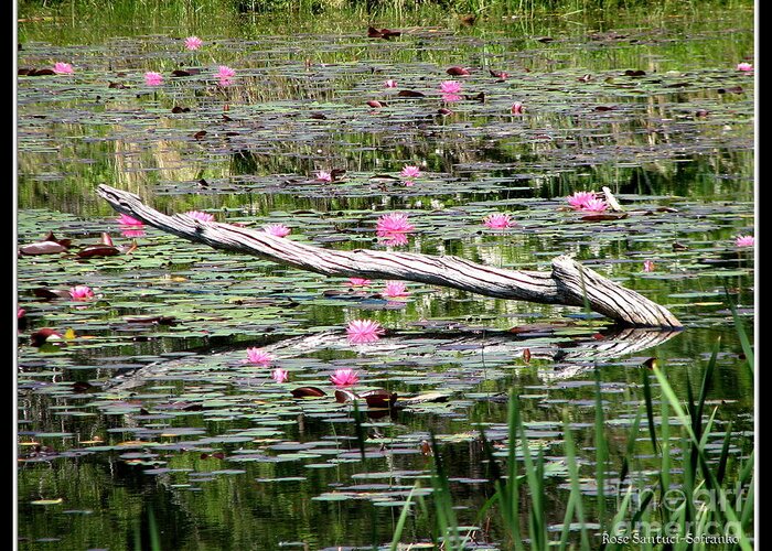 Water Lily Greeting Card featuring the photograph Pond of Pink Waterlilies by Rose Santuci-Sofranko