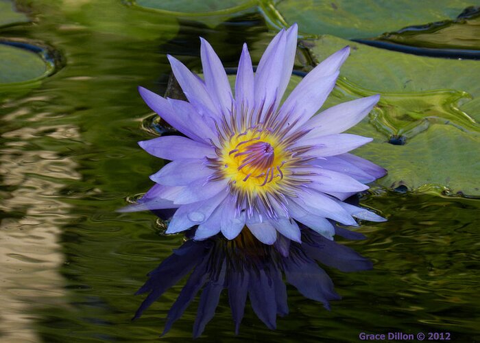 Purple Greeting Card featuring the photograph Pond Purple by Grace Dillon