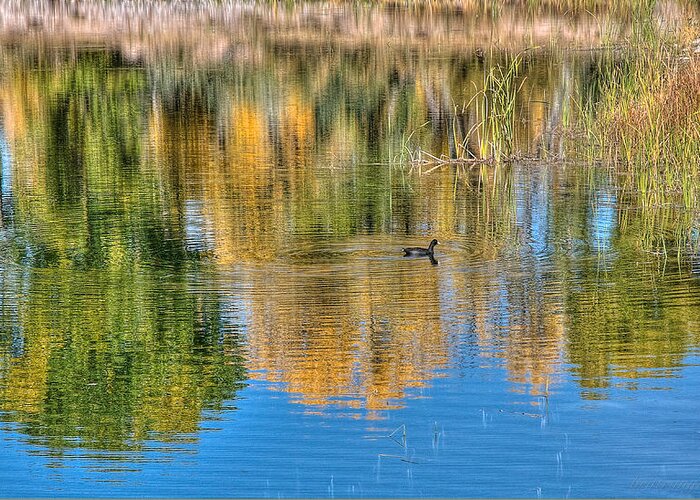 Bird Greeting Card featuring the photograph Pond Reflection by Britt Runyon