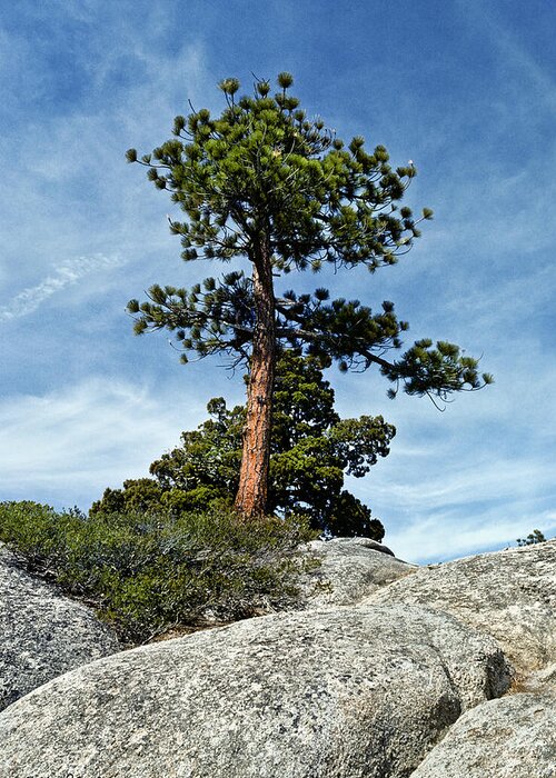 Beauty In Nature Greeting Card featuring the photograph Ponderosa Pine and Granite Boulders by Jeff Goulden