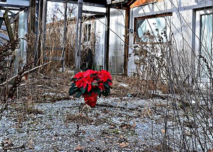 Poinsettia Greeting Card featuring the photograph Ponsettias in Abandon Greenhouse by Randy J Heath