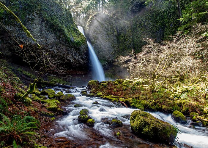 Oregon Greeting Card featuring the photograph Ponytail Falls by Scott Law