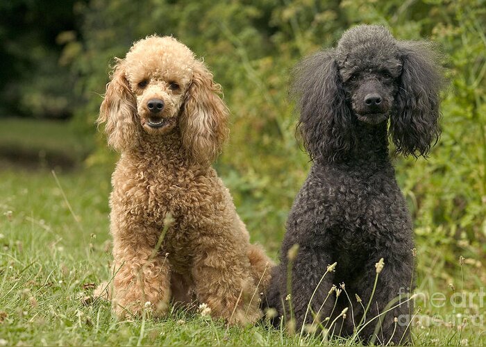 Poodle Greeting Card featuring the photograph Poodle Dogs by Jean-Michel Labat