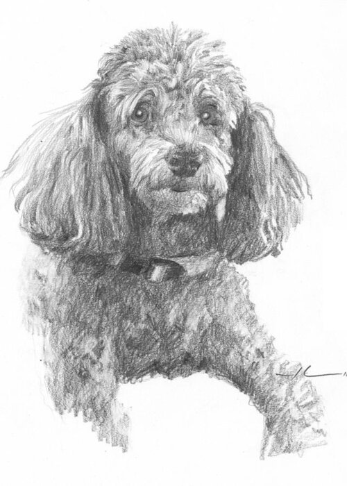 <a Href=http://miketheuer.com Target =_blank>www.miketheuer.com</a> Poodle Pencil Portrait Greeting Card featuring the drawing Poodle Pencil Portrait by Mike Theuer