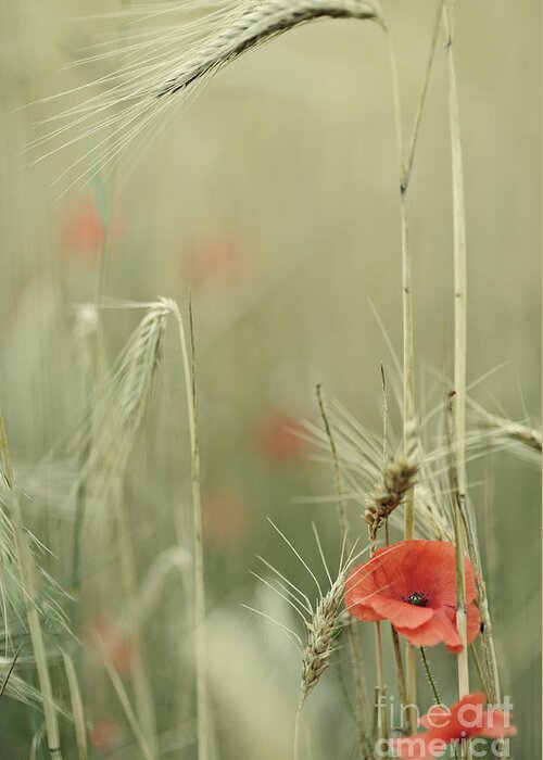 Poppy Greeting Card featuring the photograph Poppies and wheat ear by Jean Gill