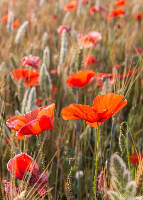 Agriculture Greeting Card featuring the photograph Poppies In The Morning Sun by Hannes Cmarits