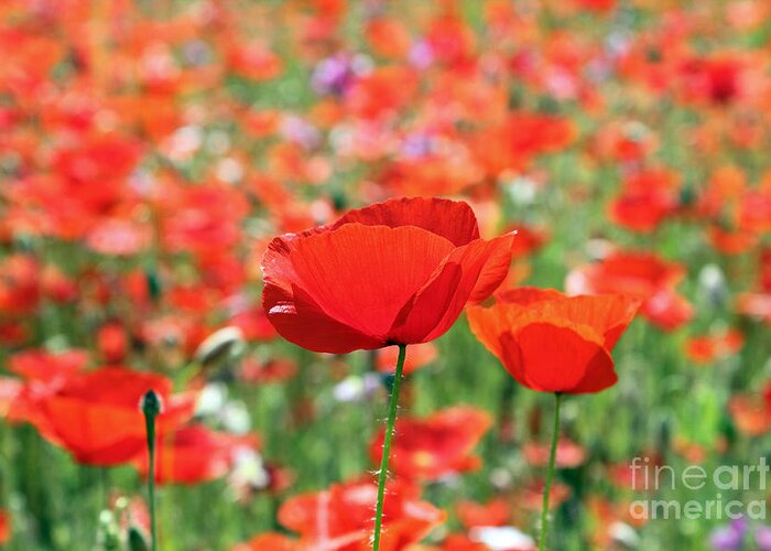 Poppy Poppies Field Greeting Card featuring the photograph Poppies by Julia Gavin