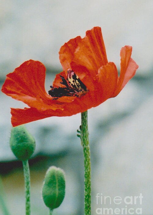 Poppy Greeting Card featuring the photograph Poppy - 1 by Jackie Mueller-Jones