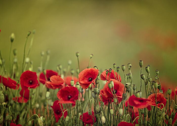 Poppy Greeting Card featuring the photograph Poppy Meadow by Nailia Schwarz