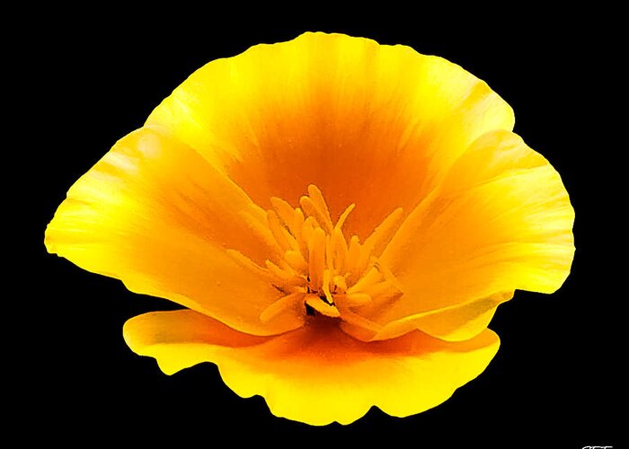California Poppy Greeting Card featuring the photograph Poppy Portrait by Susan Eileen Evans