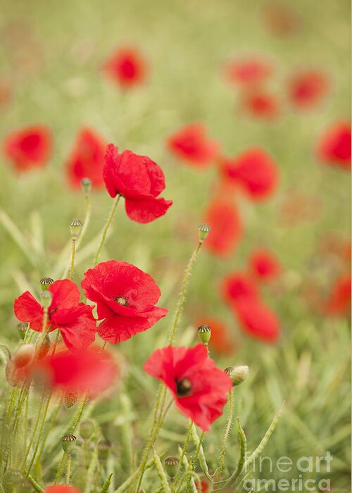 Art Greeting Card featuring the photograph Poppy Red by Anne Gilbert