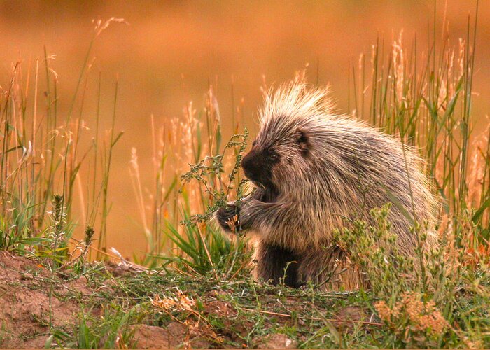  Greeting Card featuring the photograph Porcupine by Kevin Dietrich
