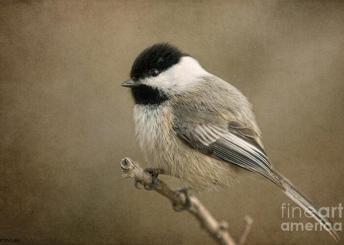 Blackcapped Chickadee Greeting Card featuring the photograph Portrait of a Blackcapped Chickadee by Beve Brown-Clark Photography