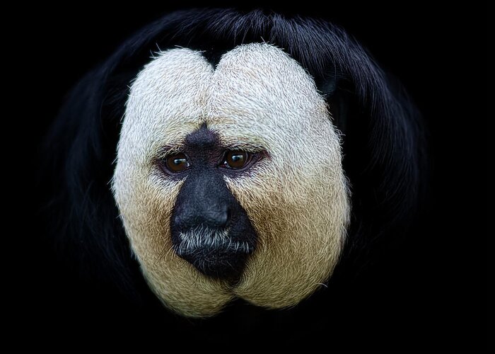 Animal Themes Greeting Card featuring the photograph Portrait Of A Male White-faced Saki by Photo By Steve Wilson
