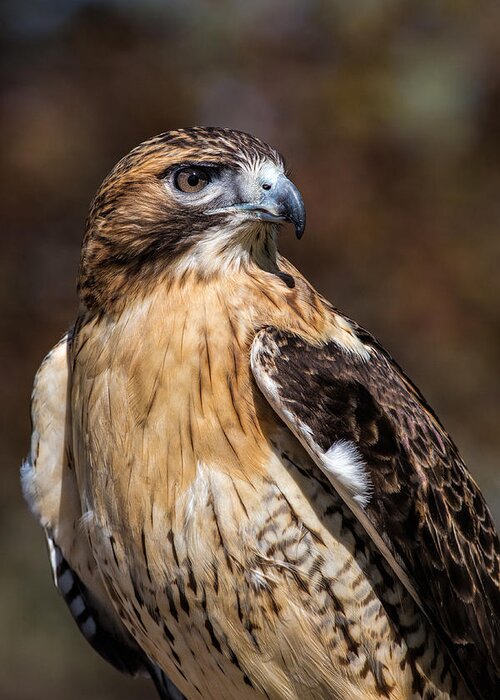 RED TAILED HAWK Animated 2 Images 3D Lenticular Postcard Greeting card 
