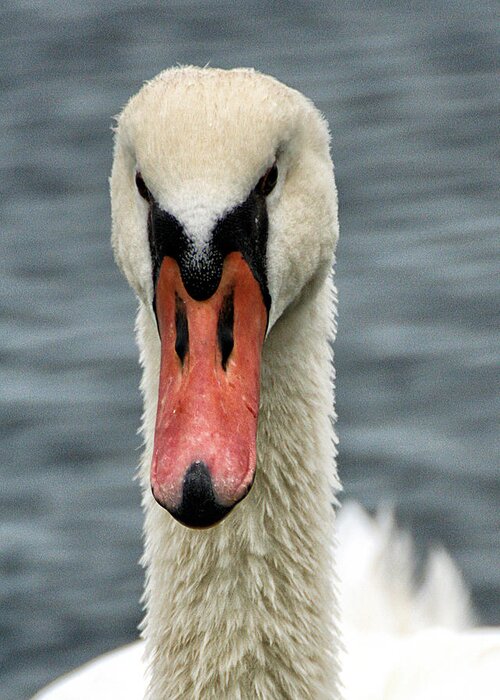 Wildlife Greeting Card featuring the photograph Portrait of a Swan by William Selander