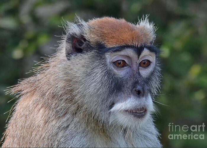 Portrait Of A Patas Monkey Greeting Card featuring the photograph Portrait of an Adult Patas Monkey II by Jim Fitzpatrick
