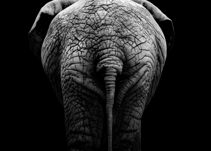 Elephant Greeting Card featuring the photograph Portrait of Elephant in black and white II by Lukas Holas