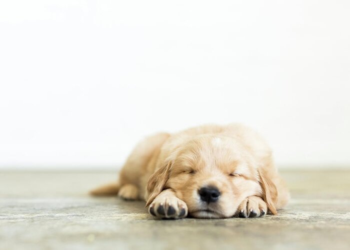 Pets Greeting Card featuring the photograph Portrait Of Puppy Sleeping On Wooden by Jessica Peterson