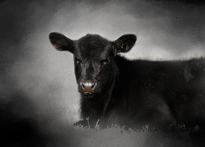 Angus Greeting Card featuring the photograph Portrait of the Black Angus Calf by Jai Johnson