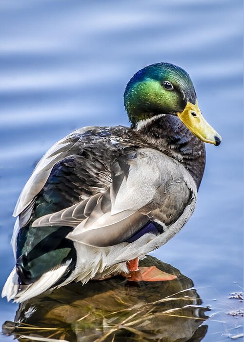 Duck Greeting Card featuring the photograph Posing Drake by Julie Palencia