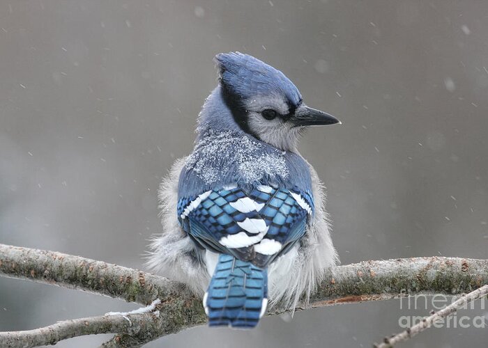 Blue Jay Greeting Card featuring the photograph Posing in the Storm by Jayne Carney