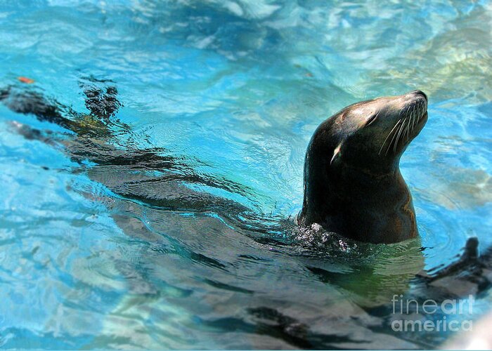 Sea Lion Greeting Card featuring the photograph Posing Sea Lion by Kristine Widney