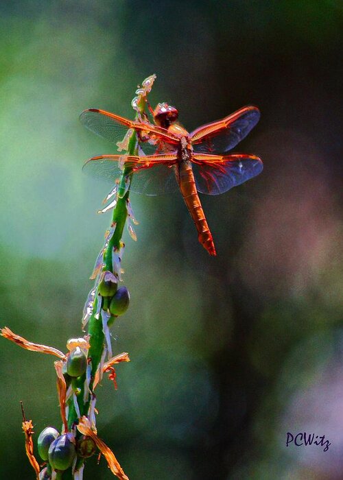 Red Dragonfly Greeting Card featuring the photograph Positive Forces by Patrick Witz
