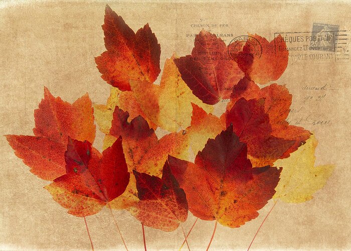Leaves Greeting Card featuring the photograph Postcard Leaves by Rebecca Cozart