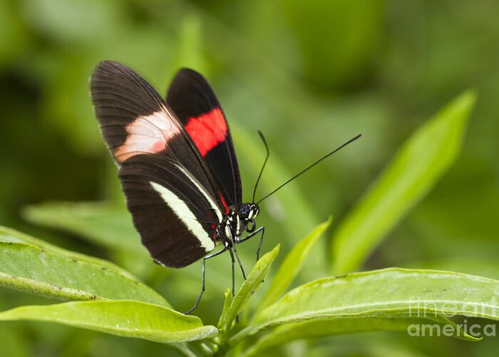 Postman Butterfly Greeting Card featuring the photograph Postman butterfly on green by Bryan Keil