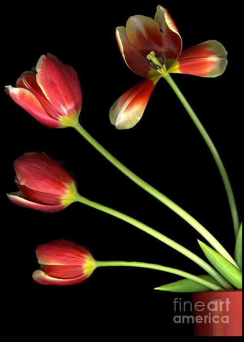 Scanography Greeting Card featuring the photograph Pot of Tulips by Christian Slanec