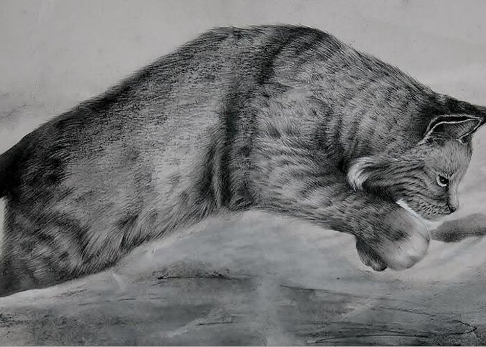 Bobcat Greeting Card featuring the drawing Pounce by Jean Cormier