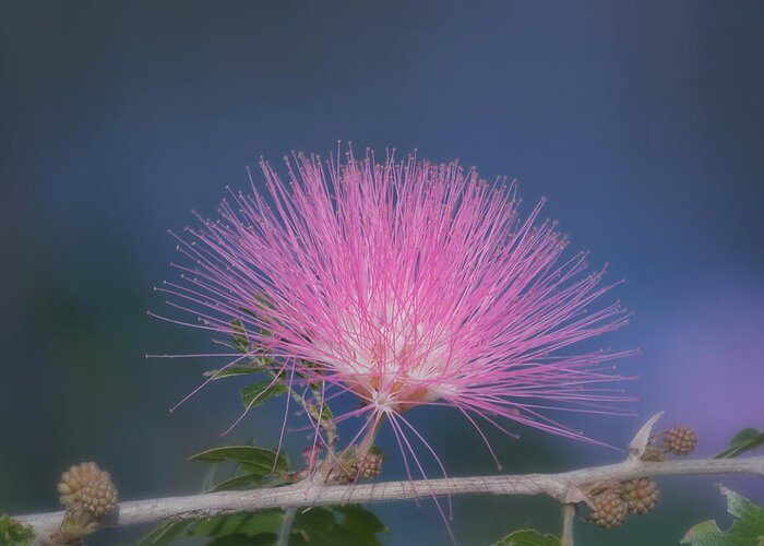 Mimosa Greeting Card featuring the photograph Powder Puff Blossom by Kim Hojnacki