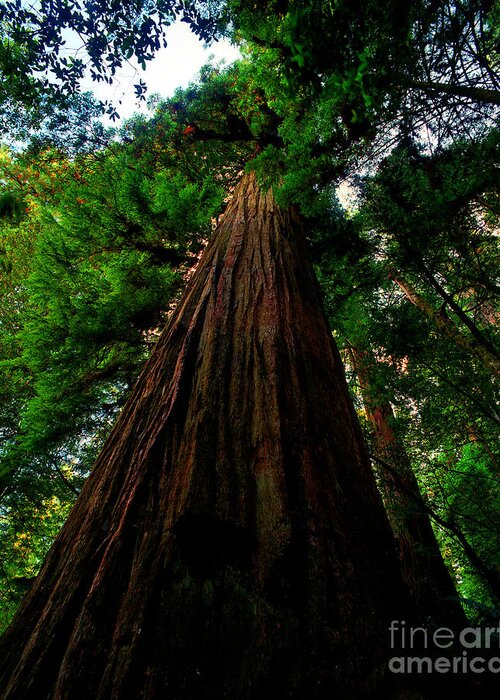 Redwood Trees Greeting Card featuring the photograph Prairie Creek Redwoods State Park 13 by Terry Elniski