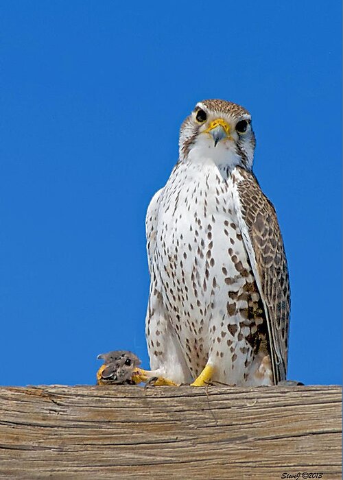 Falcon Greeting Card featuring the photograph Prairie Falcon with Mouse by Stephen Johnson