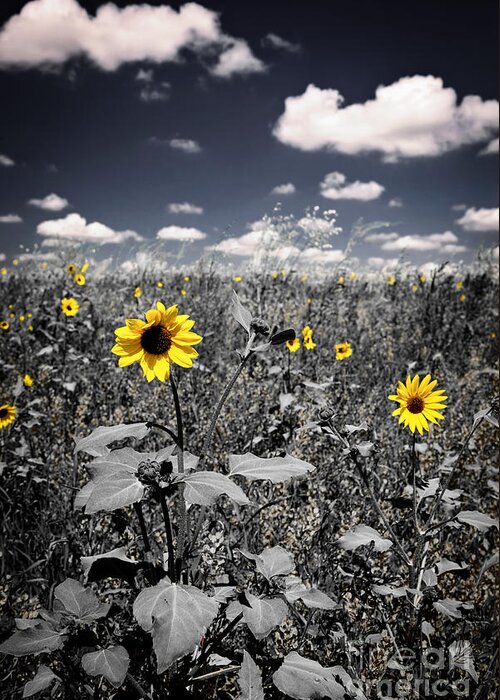 Prairie Greeting Card featuring the photograph Prairie Sunflowers by Elena Elisseeva