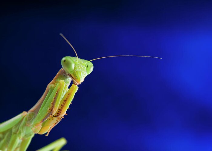 Insect Greeting Card featuring the photograph Praying Mantis Portrait by Imv
