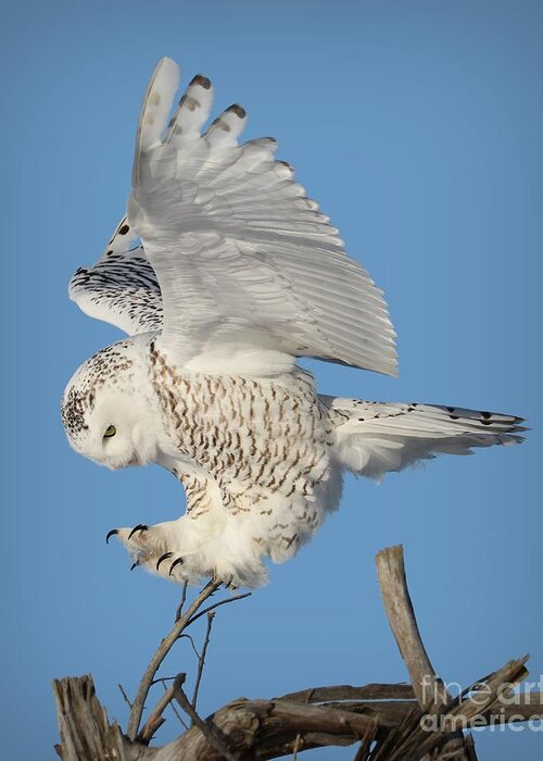 Snowy Owls Greeting Card featuring the photograph Precision by Heather King