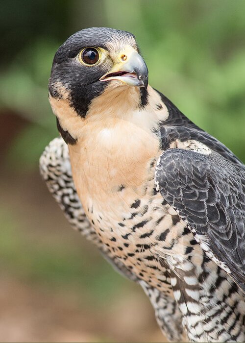 Falcon Greeting Card featuring the photograph Predator by Dale Kincaid