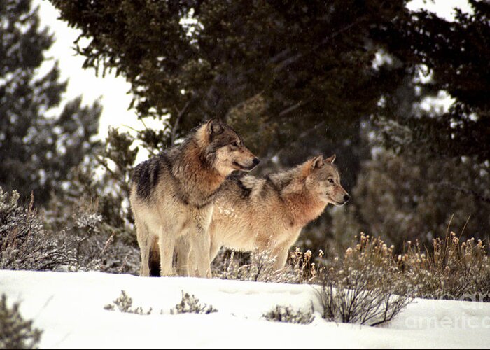 Wolves Greeting Card featuring the photograph Predators by Sharon Elliott