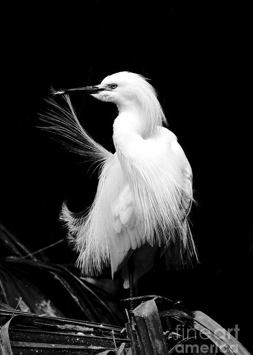 Snowy Egret Greeting Card featuring the photograph Preening Egret by Jayne Carney