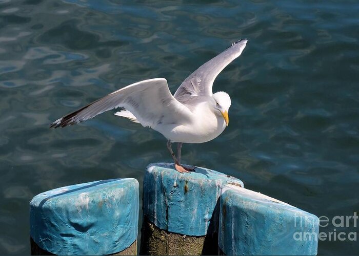 Seagull Greeting Card featuring the photograph Prepare for Flight by Tammie Miller