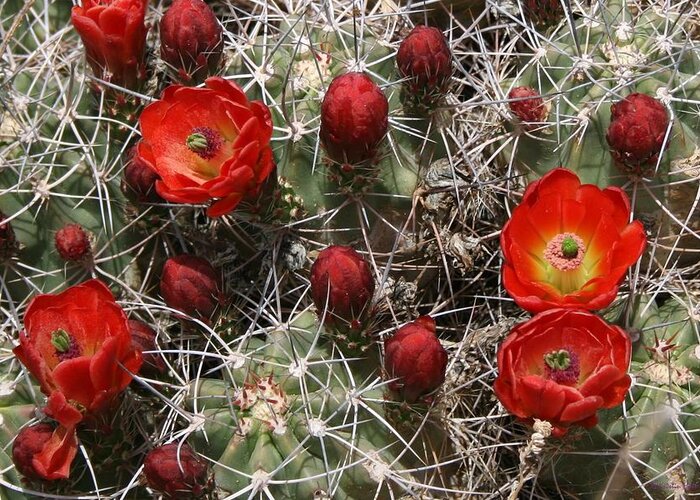 Cacti Greeting Card featuring the photograph Pretty and Dangerous by Kristin Hatt